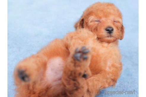 成約済の東京都のトイプードル-202099の4枚目